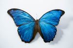 A Thing Of Beauty #1 (Morpho)