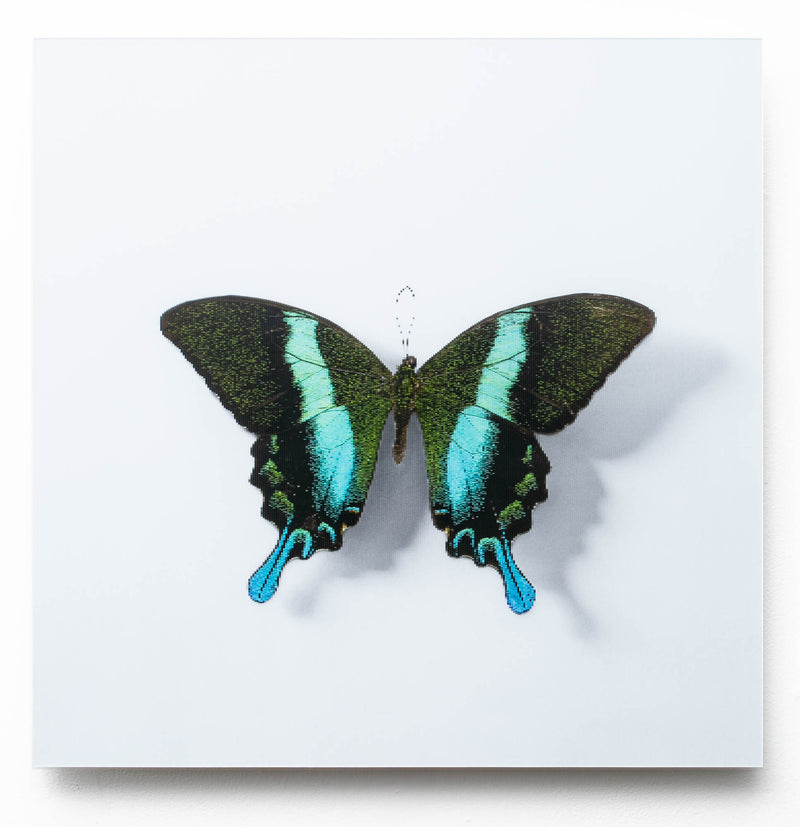 A Thing Of Beauty #4 (Papilio)