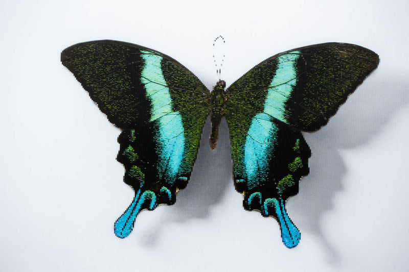 A Thing Of Beauty #4 (Papilio)