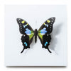 A Thing of Beauty #6 (Graphium)