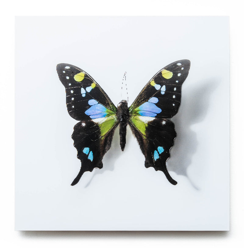 A Thing of Beauty #6 (Graphium)