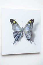 A Thing of Beauty #6 (Graphium)