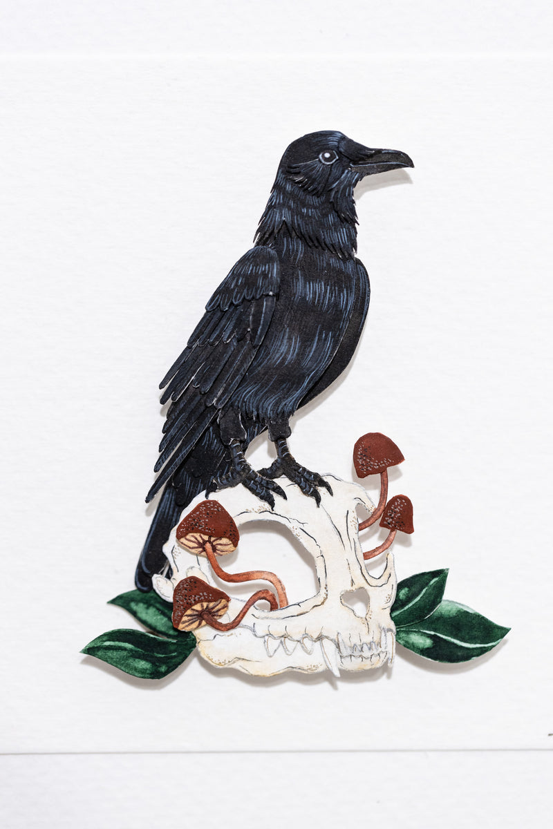 American Crow