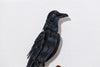 American Crow