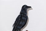 American Crow