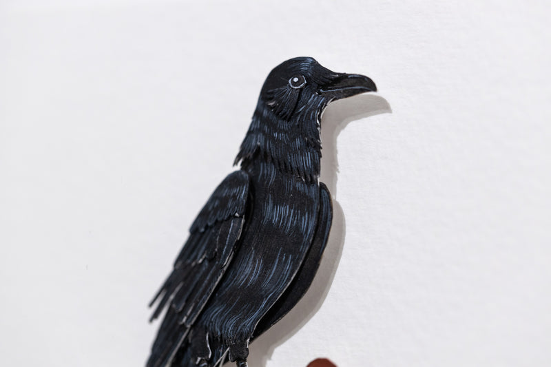 American Crow