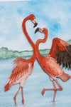 American Flamingo