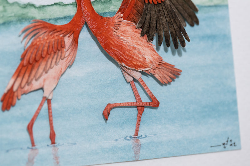 American Flamingo