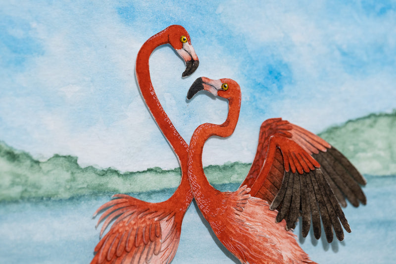 American Flamingo
