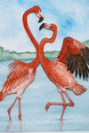 American Flamingo
