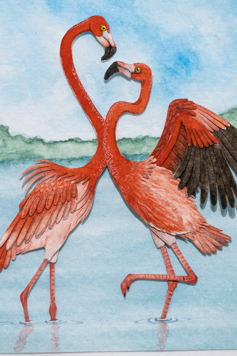 American Flamingo