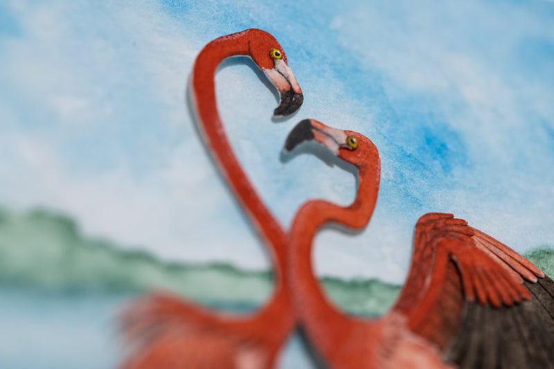 American Flamingo