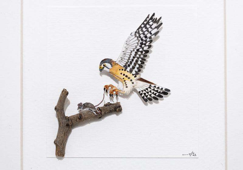 American Kestrel