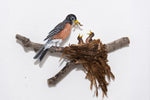 American Robin in nest