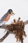 American Robin in nest