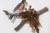 American Robin in nest