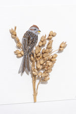 American tree Sparrow