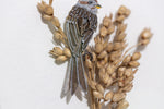 American tree Sparrow