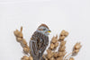 American tree Sparrow