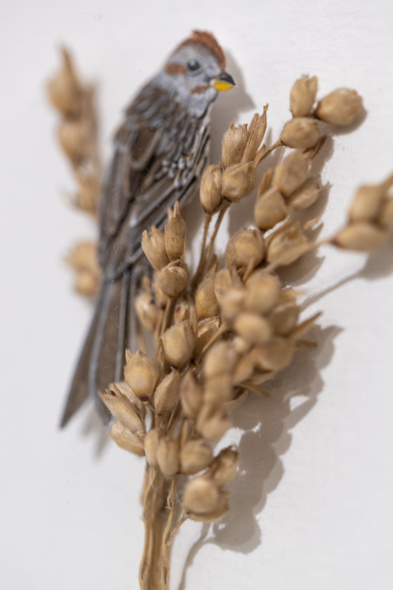 American tree Sparrow