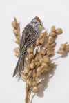 American tree Sparrow