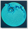 Angry Fugu