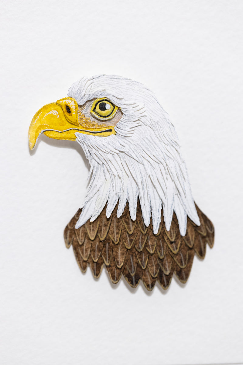 Bald Eagle Portrait