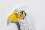 Bald Eagle Portrait