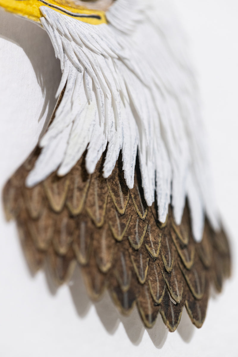 Bald Eagle Portrait