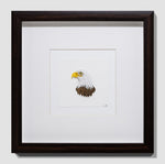 Bald Eagle Portrait