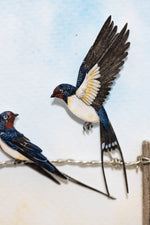 Barn Swallow