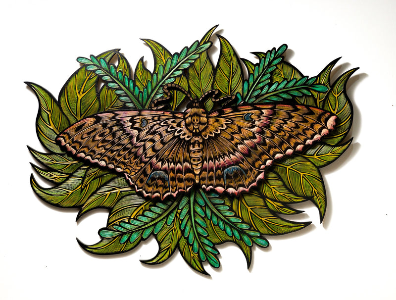 Black Witch Moth