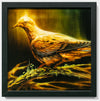 Rain Dove