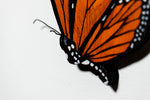 Butterfly VIII