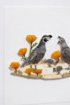 California Quail family