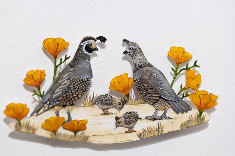 California Quail family