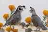 California Quail family