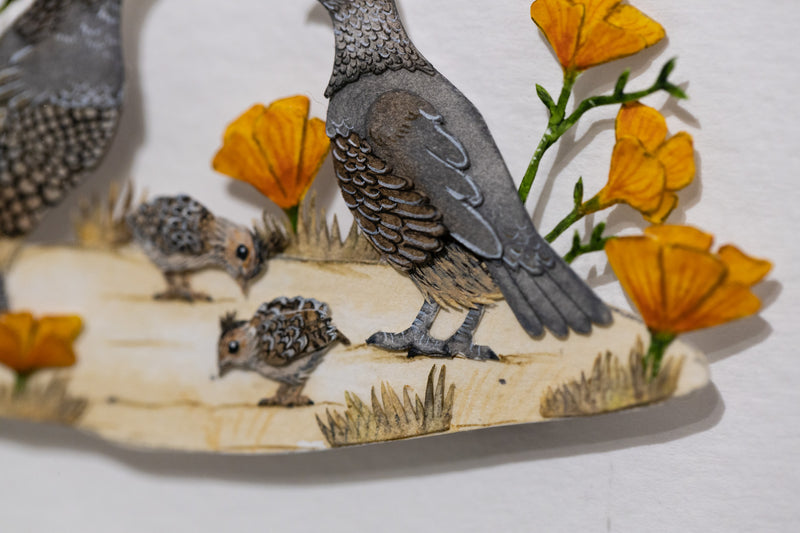 California Quail family