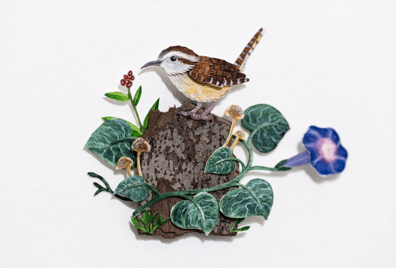 Carolina Wren