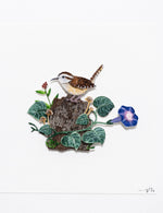 Carolina Wren