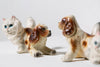 Persian Spaniels