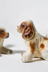 Persian Spaniels