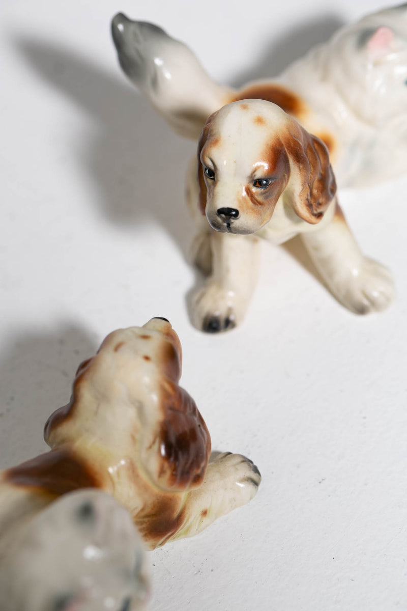 Persian Spaniels