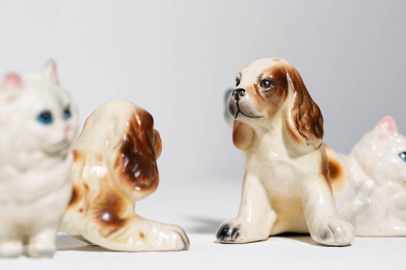 Persian Spaniels