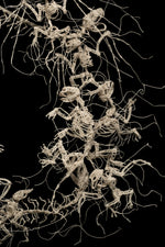 Cold Soil Caucus
