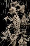 Cold Soil Caucus