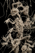 Cold Soil Caucus