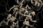 Cold Soil Caucus
