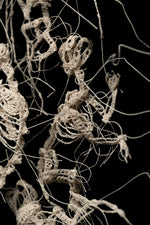 Cold Soil Caucus