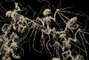 Cold Soil Caucus